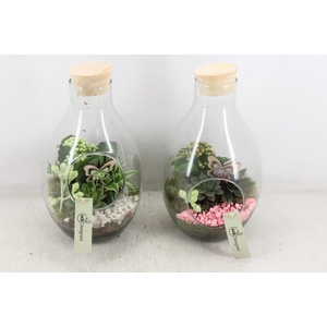 arr2 MB - Druppelvaas - roze/wit