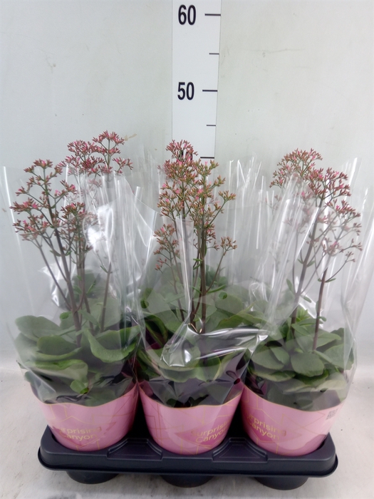 <h4>Kalanchoe  'WildFlow Surp Canyon'</h4>