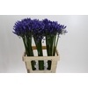 Agapanthus Uri