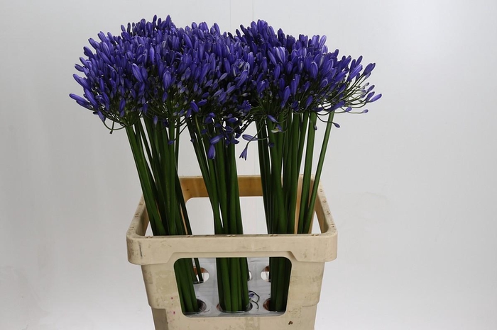 Agapanthus Uri