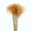 Dried Stipa Feather Salmon