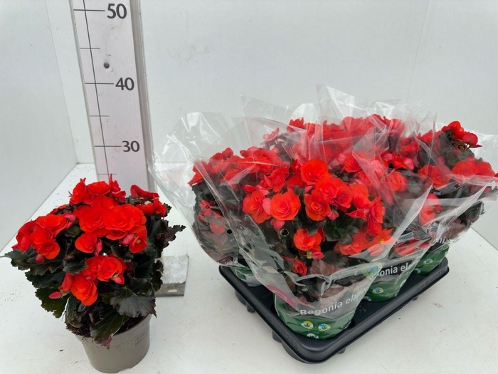 <h4>BEG DU MOCCA ORANGE</h4>