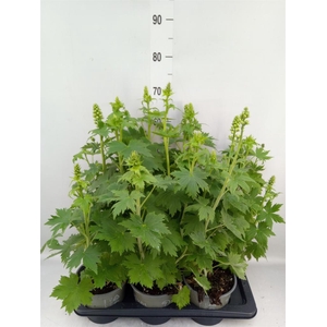 Delphinium el. 'PacG MagicFountian'