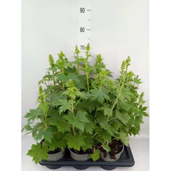 <h4>Delphinium el. 'PacG MagicFountian'</h4>