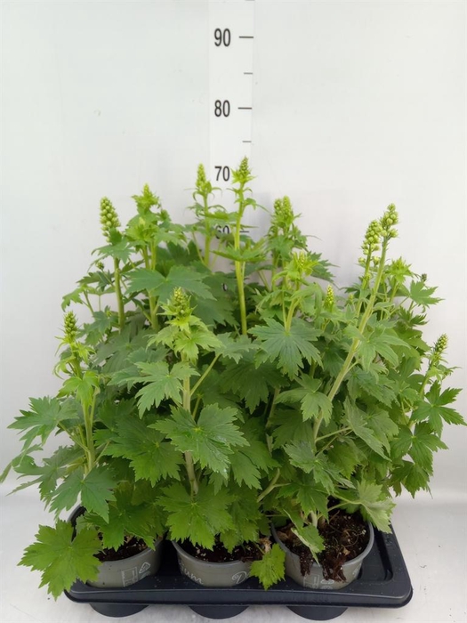 Delphinium el. 'PacG MagicFountian'