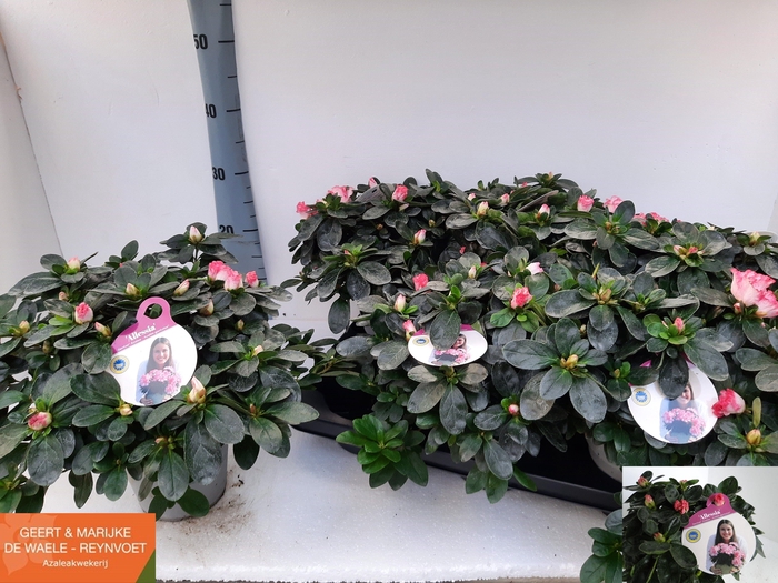 <h4>RHODO SI HULSTEN</h4>