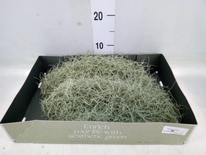 <h4>Tillandsia usneoides</h4>