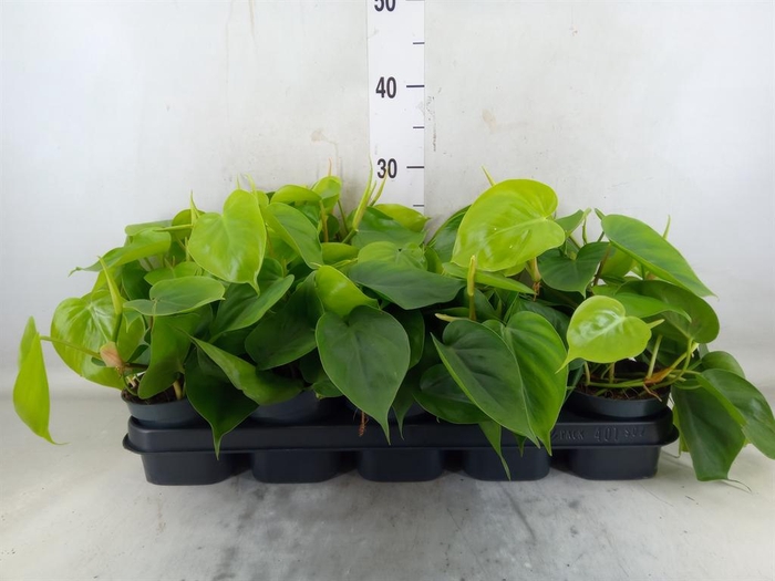 <h4>Philodendron scand.</h4>