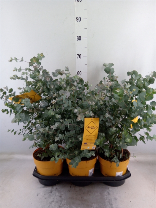 <h4>Eucalyptus cordata</h4>