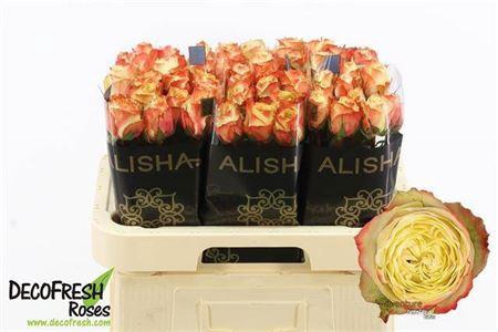 <h4>R Gr Adventure</h4>