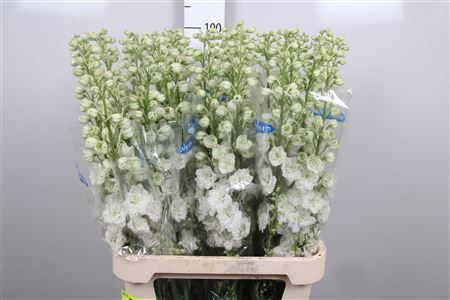 <h4>Delph Du Kissi White Ker</h4>