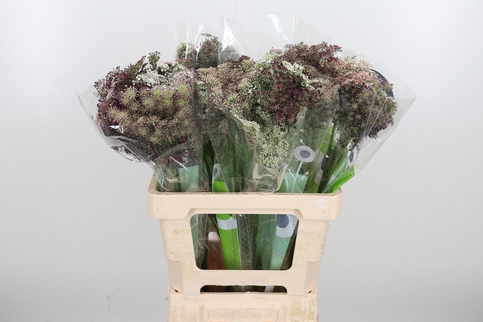 <h4>Daucus Carota</h4>