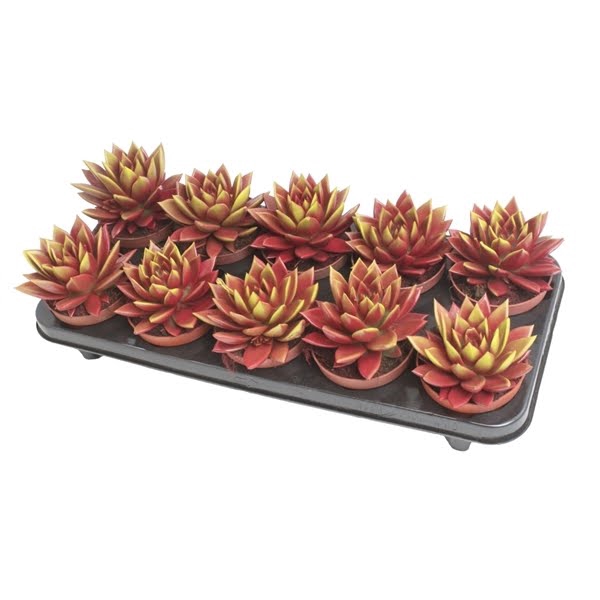 <h4>Echeveria bicoloured red/yellow</h4>