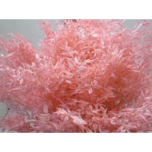 RUSCUS A GEBLEEKT ROSE