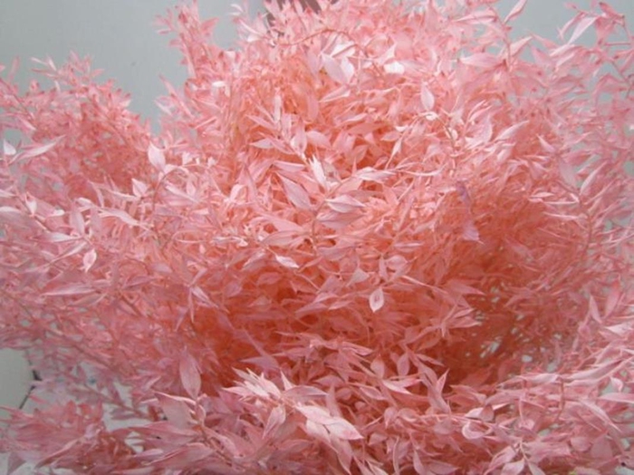 <h4>RUSCUS A GEBLEEKT ROSE</h4>