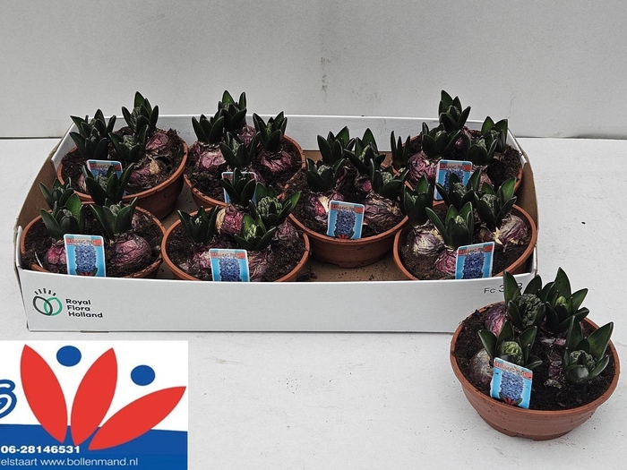 <h4>HYACIN BLUE STAR</h4>