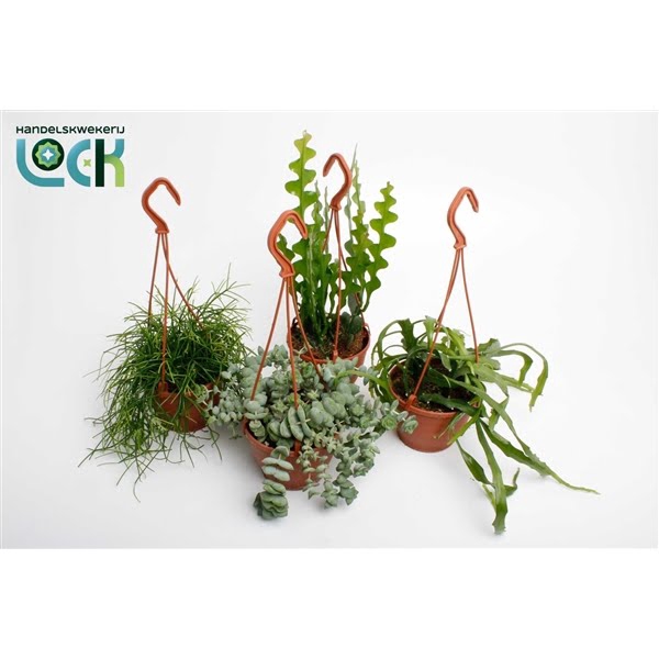 <h4>Succulenten hang mix</h4>