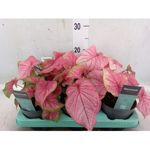 Caladium   ...