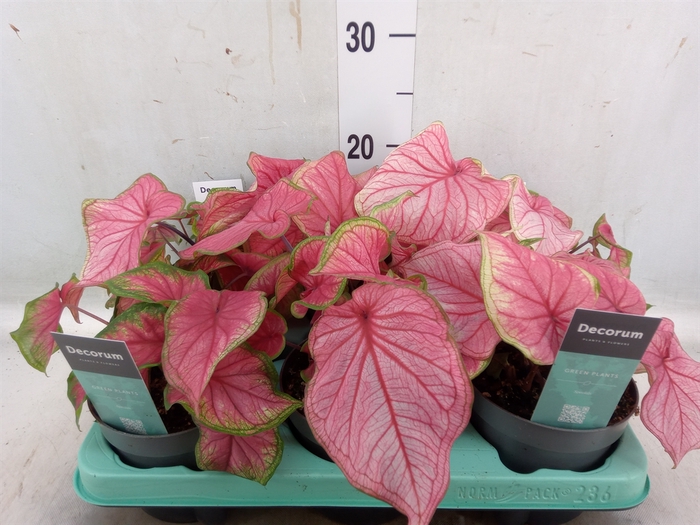 <h4>Caladium   ...</h4>