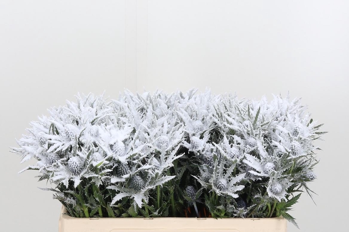 <h4>Eryn Orion Kl Bh Sneeuw</h4>