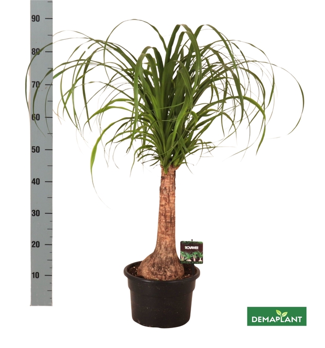 <h4>BEAUCARNEA RECUR</h4>