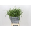 Panicum Fountain