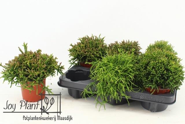 <h4>RHIPSALIS GEM</h4>