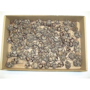 K20 CYPRESSE NATUREL