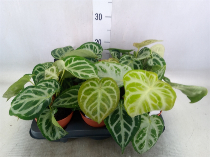 <h4>Anthurium   ...</h4>