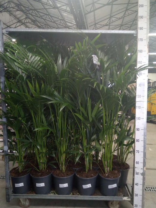 <h4>Howea forsteriana</h4>