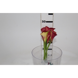 CALLA RAMONA 040 CM