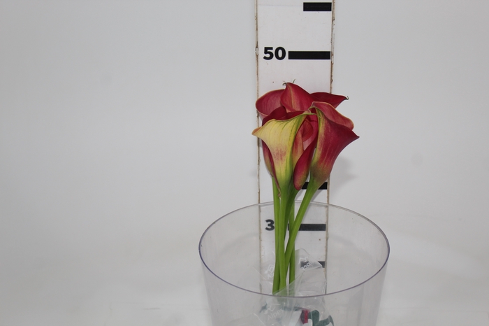 <h4>CALLA RAMONA 040 CM</h4>
