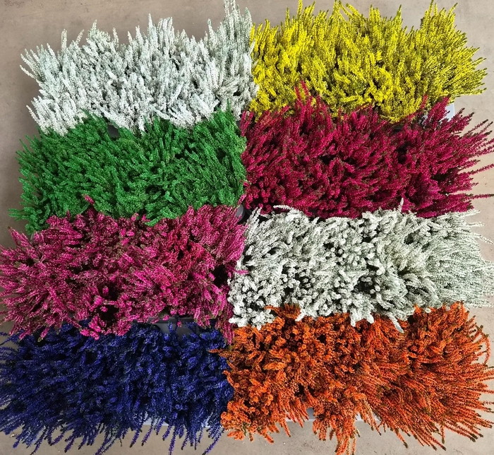 <h4>CALLU KLB MIXK H%</h4>