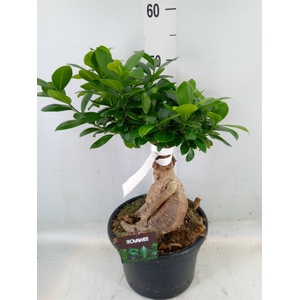 Ficus microcarpa 'Ginseng'