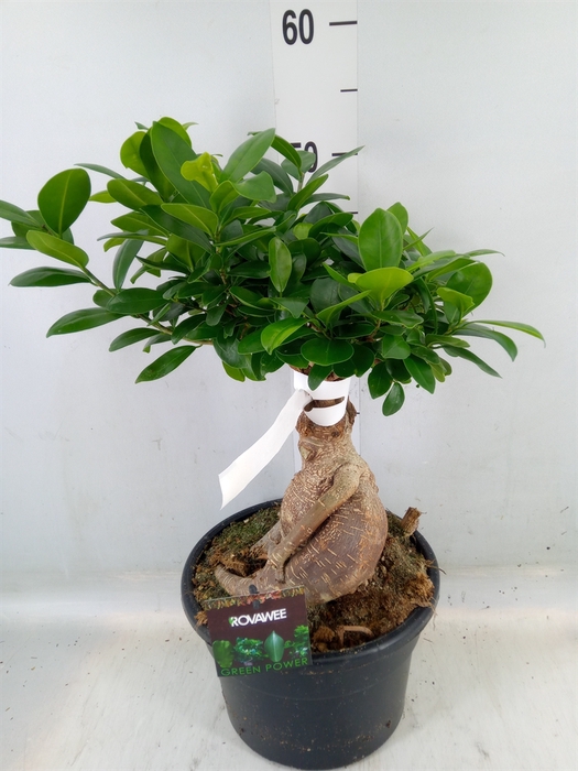 <h4>Ficus microcarpa 'Ginseng'</h4>