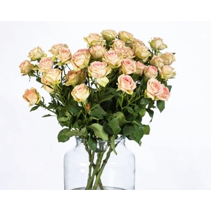 Rosa TR 'Azore' BRAAM