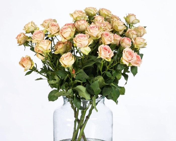 Rosa TR 'Azore' BRAAM