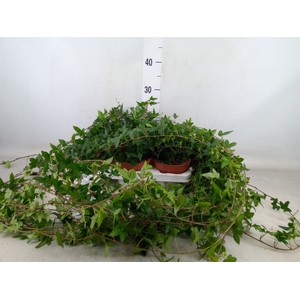 Hedera helix 'Shamrock'