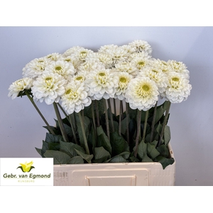 Dahlia Alaska Egmond