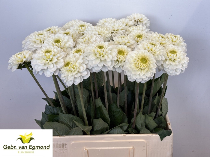<h4>Dahlia Alaska Egmond</h4>