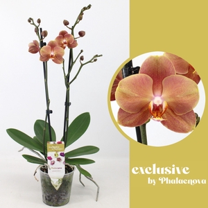 Phalaenopsis overig oranje (meerder