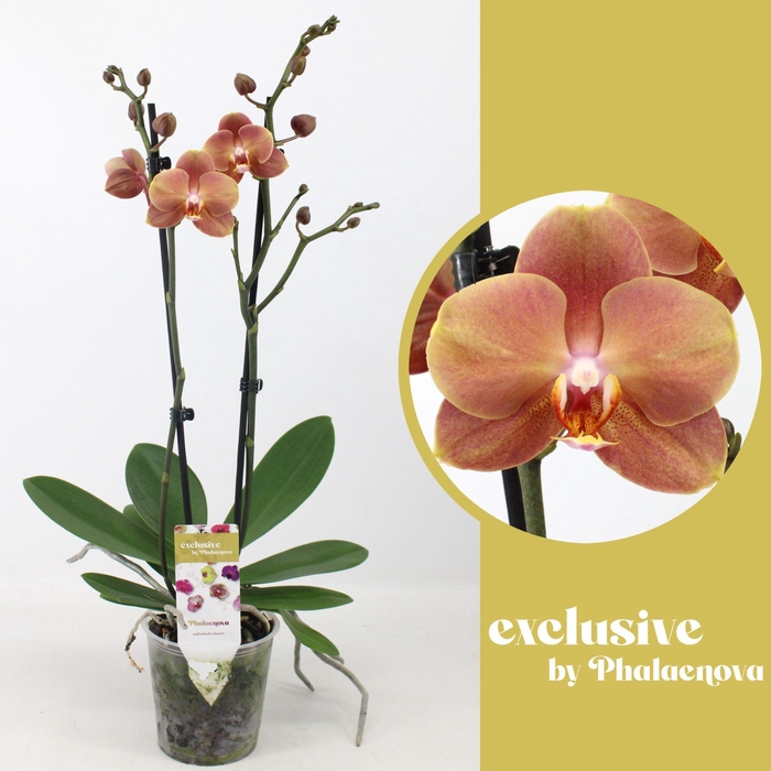 <h4>Phalaenopsis overig oranje (meerder</h4>