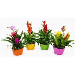 Coupe Orchibrom Cancun