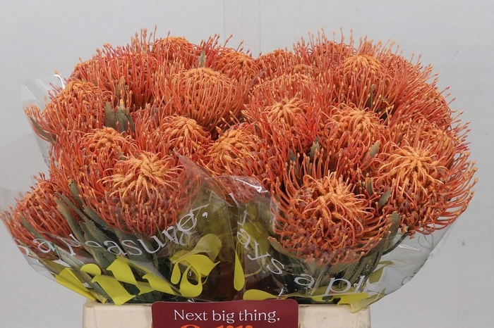 <h4>Nutans Painted Salmon</h4>