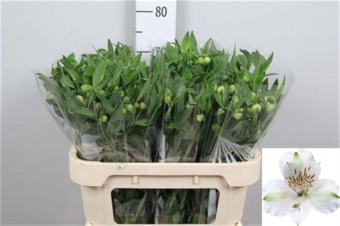 <h4>Alstr Virginia</h4>