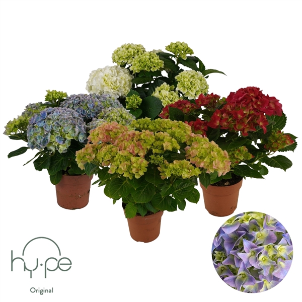 <h4>Hydrangea Mophead Mix 7+ | Hy-pe Original</h4>