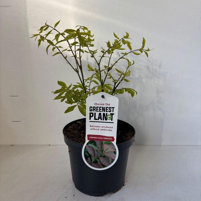 <h4>Euonymus alatus Compactus</h4>