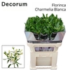 ALST FL CHARME BLANCA