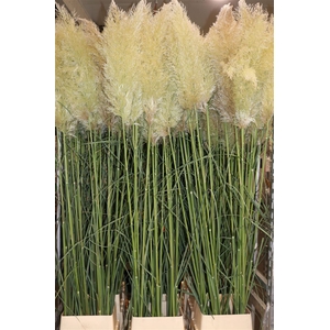 Cortaderia Se Silver Cloud Super