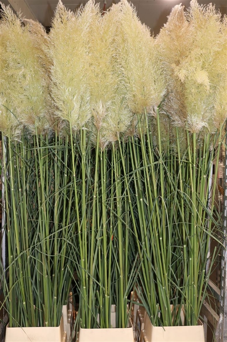 <h4>Cortaderia Se Silver Cloud Super</h4>